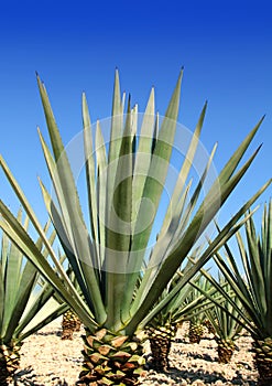 Agave tequilana plant for Mexican tequila liquor