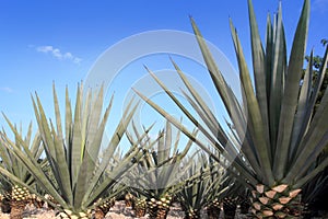 Agave tequilana plant for Mexican tequila liquor photo