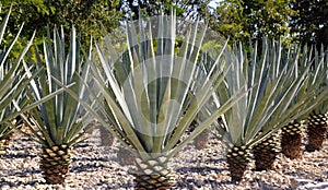 Agave tequilana plant for Mexican tequila liquor photo