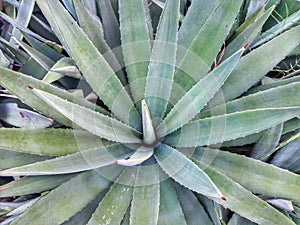 Agave Tequilana plant in a park.