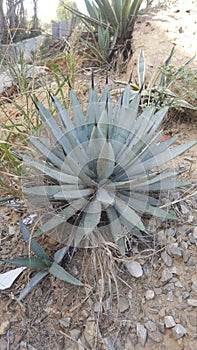 Agave Tequilana Plant in Wild