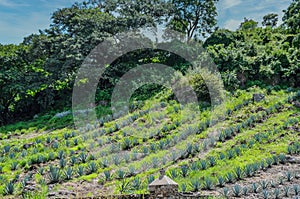 Agave Tequilana Weber Hillside in Tequila, Jalisco