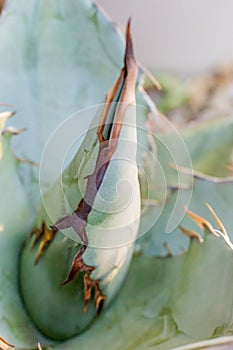 Agave titanota `Rancho Tambor` Terminal Spike