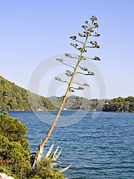 Agave - tree