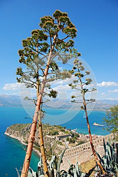 Agave tree, nafplio, greece