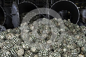 Agave is very fresh to make tequila at the factory. photo