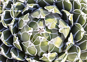 Agave victorai reginae rosettes closeup