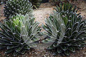 agave victoria planting and grow in desert greenhouse