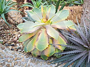 Agave victoriae plant