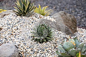 Agave Victoriae-Reginae Compacta in the succulent garden