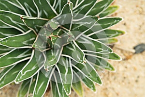 Agave victoriae-reginae `Golden Princess` , Beautiful Cactus