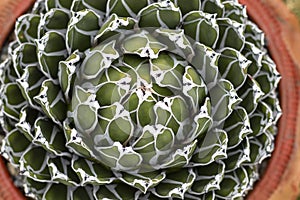 Agave victoriae reginae high angle view