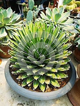 Agave victoriae-reginae Queen Victoria agave, royal agave