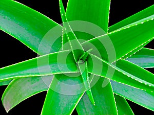 Agave victoriae-reginae (Queen Victoria agave, royal agave) is a small species of succulent flowering perennial plant