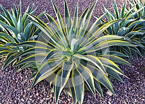 Agave weberi known as Maguey liso or Weber agave in the garden of Tenerife,Canary Islands,Spain. photo