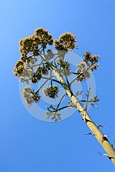 Agaves flowers