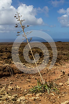 Agaves in the lava field. Lanzarote, Canary Islands, Spain