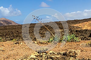 Agaves in the lava field. Lanzarote, Canary Islands, Spain