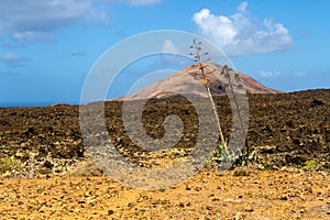 Agaves in the lava field. Lanzarote, Canary Islands, Spain