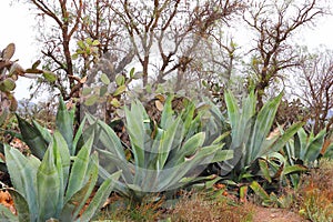 Agaves for mezcal in the mine of mineral de pozos guanajuato, mexico photo