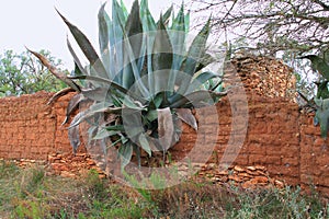 Agaves for mezcal on the wall in mineral de pozos guanajuato