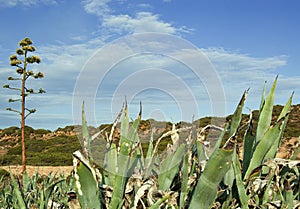Agaves plants with flower