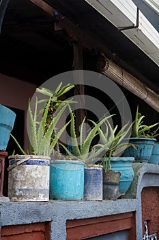 Agaves in plastic pots stand in a row