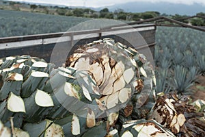 The agaves are on top of the truck to be taken to the tequila factory.