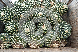 The agaves are on top of the truck and will be taken to the tequila factory. photo