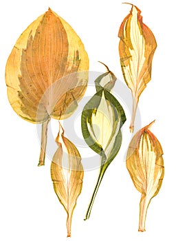 Agavoideae dry pressed leaves