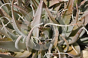 Agavoideae plant branches filling the frame