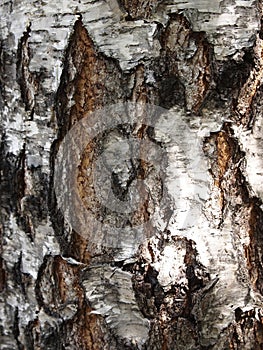 Age cracks birch bark, the surface close-up. Black and white shades of the texture of a tree trunk with a large number of cracks.