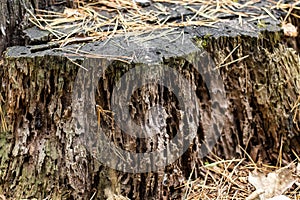 Age Destroyed Stump of a tree