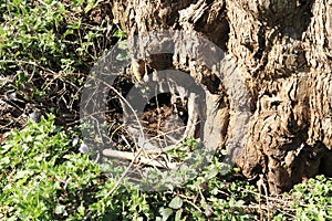 Age gnarled tree by a small brook way has cleared