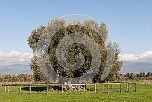 Age-old olive tree in Sardinia