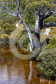 Età vecchio Tasmaniano alta montagna selvatichezza 