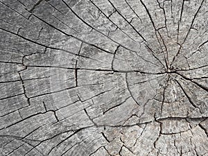 The age of the trees and the influence of time on the trees can be seen on the old-fashioned fortress, photo can be used as a