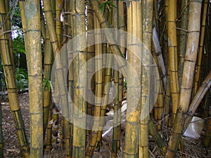 Aged bamboos for making handicrafts.