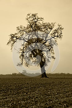 Aged Bare Oak Tree in Winter Fog