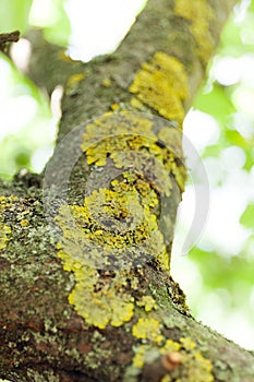 Aged bark tree, lichen symbiosis, algae background