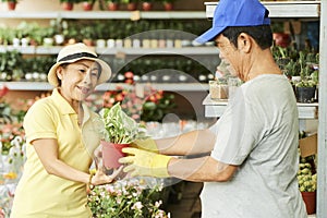 Aged couple buying flowers in store