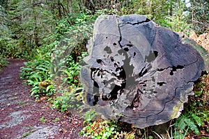 An aged cut tree lays next to a hiking a trail