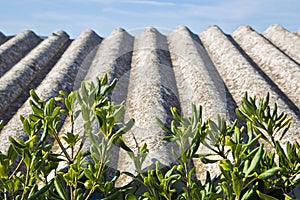 Aged dangerous roof made of prefabricated corrugated panels - Asbestos is one of the most dangerous materials in buildings and