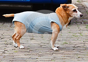 Aged dog JackrussellterriÃ«r, stands outside and waits for the owner. Concept animal care