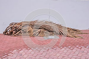 Aged dried palm tree leaves carefully collected by city cleaners lying on pavement after hurricane sand storm