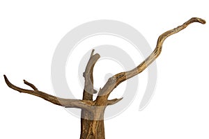 Aged driftwood branches isolated on a white background, clipping path included