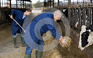 Aged farmer hand feeding fresh haylage to cows in cowshed