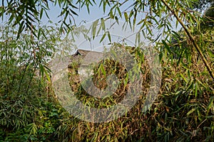 Aged farmhouse behind bamboo in sunny spring morning