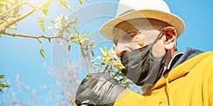 Aged gardener in sterile mask admires white blossom closeup