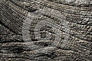 Aged gray wood macro texture for background